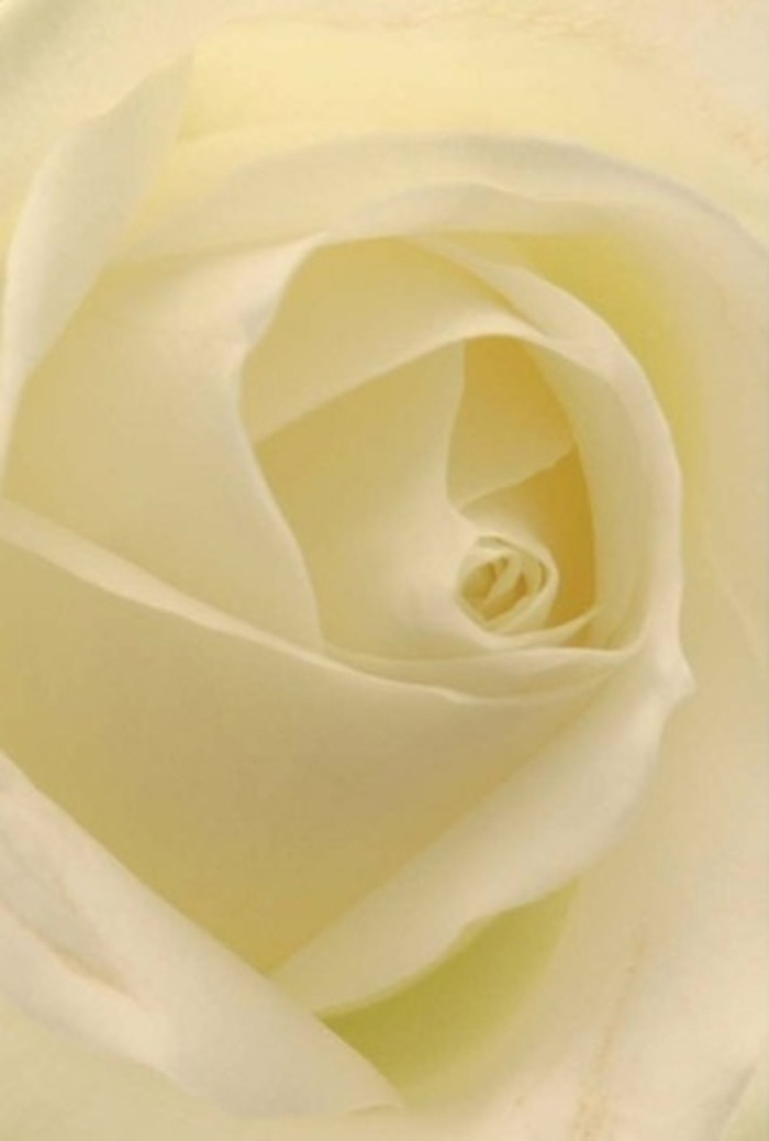 Draw close to this classic white rose and discover a symphony of layered textures and tranquil, creamy hues that seem to glow from within, as if illuminated by the daylight filtering through Dalston's leafy courtyards. In this composition, tranquility reigns: soft white blending into muted cream, each petal arranged with a careful hand and a practiced florist's eye. The lighting glances across the rose's spiraled heart, gentle shadows tracing subtle gradients and calling forth a peaceful grace, reminiscent of the quiet corners by London Fields. To a Dalston florist, this rose is a natural vessel for pure emotion-a romantic gesture exchanged near Broadway Market, a sincere apology, or a timeless centrepiece for a wedding celebration in a local venue. The near-perfection of its core embodies both purity and quiet resilience, while faint whispers of clean, serene fragrance float softly in the air. Such a bloom, masterfully arranged for delivery across Dalston, speaks eloquently to any sentiment it's meant to convey-a true reflection of artistry and heartfelt intention.